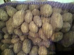 Закупка насіннєвої картоплі гуртом від 5 тонн - фото № 1