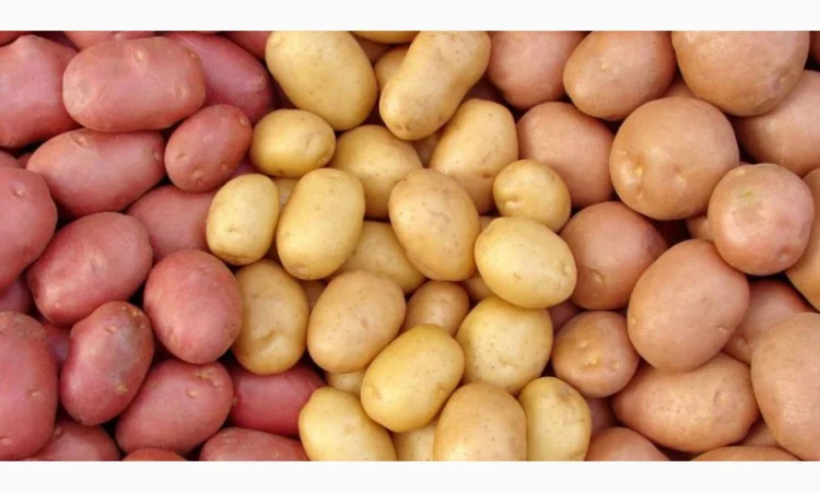 Закупка картофеля белых и красных сортов оптом - фото № 1