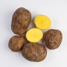 Закупівля картоплі 2 сорту та некондиції гуртом від 10 тонн - фото № 1