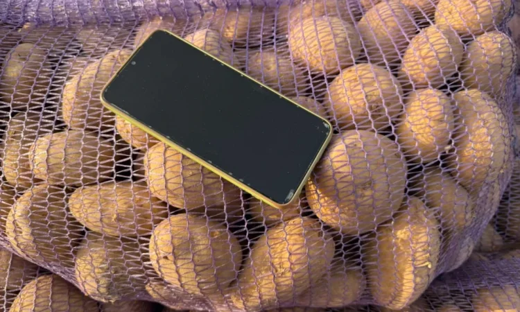 Закупівля картоплі оптом від 80 тонн - фото № 1