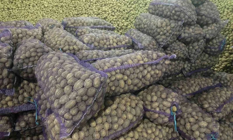 Закупівля насіннєвої картоплі від 80 тонн - фото № 1