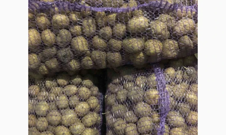 Продажа семенного картофеля Аризона и Ривьера - фото № 1