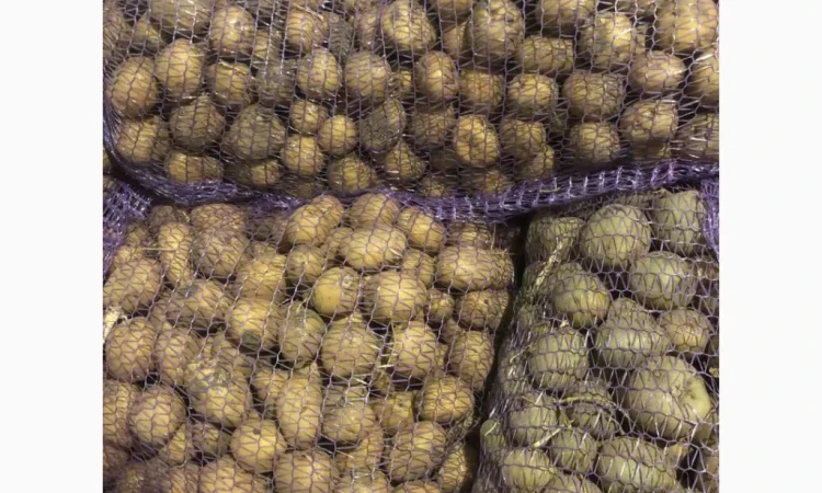 Продажа семенного картофеля Аризона и Ривьера - фото № 2