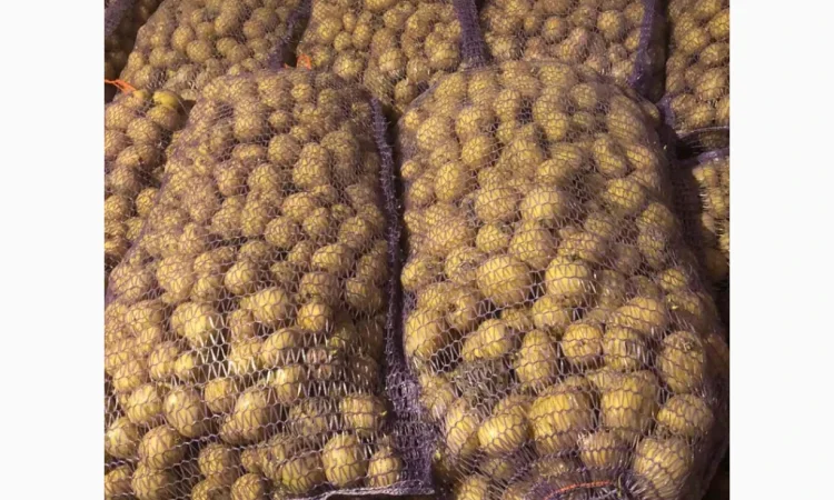 Продажа семенного картофеля Аризона и Ривьера - фото № 3