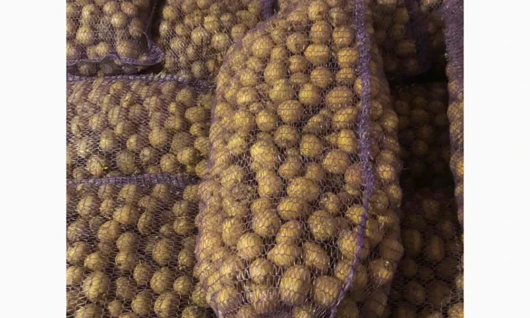 Продажа семенного картофеля Аризона и Ривьера - фото № 4