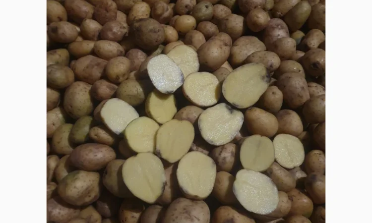 Куплю картоплю другого сорту - фото № 1