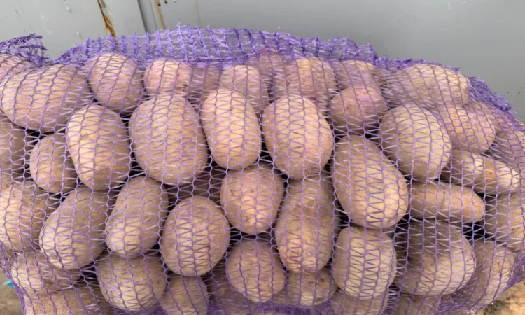 Продажа картофеля, 100 тонн в наличии - фото № 1