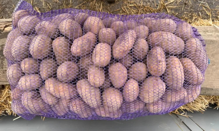 Продажа картофеля, 100 тонн в наличии - фото № 2