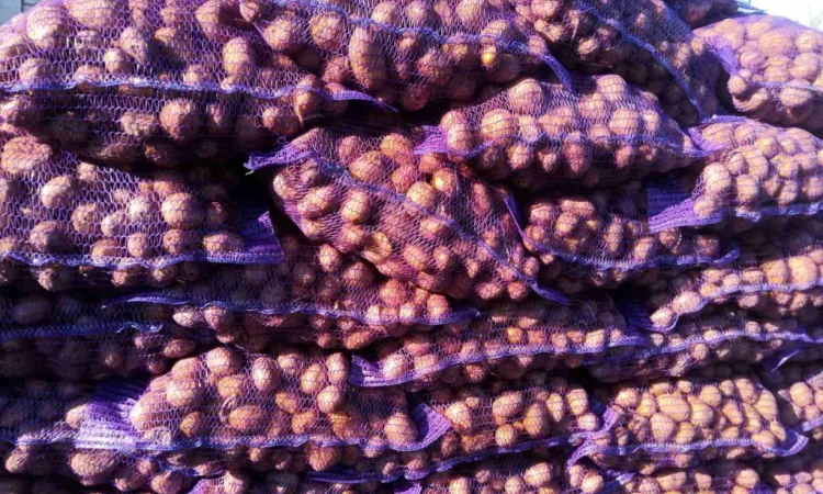 Пропонується картопля сортів Гранада, Аризона, Колумба для посадки - фото № 2