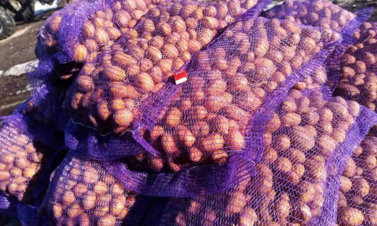 Пропонується картопля сортів Гранада, Аризона, Колумба для посадки - фото № 3