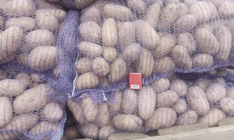 Продажа картошки сорта Гранада, Аризона, Колумба - фото № 2