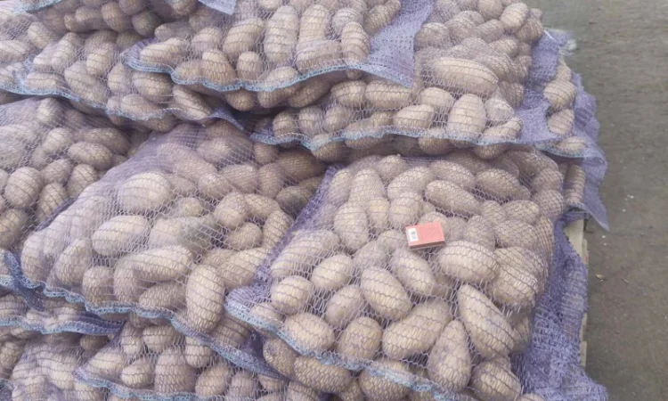Продажа картошки сорта Гранада, Аризона, Колумба - фото № 4