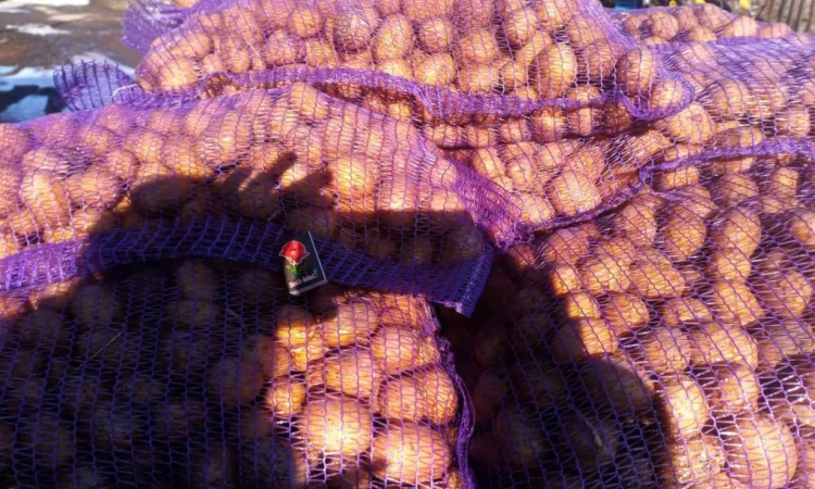 Пропонується картопля сортів Гранада, Аризона, Колумба для посадки - фото № 1