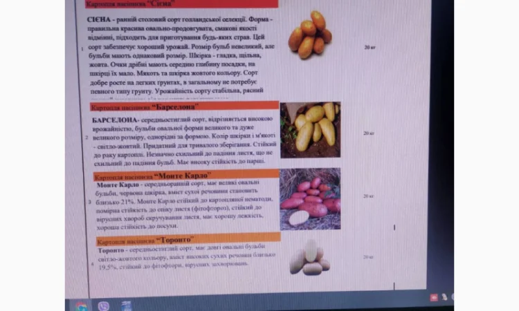 Продажа насиневой картошки нидерландской селекции - фото № 1