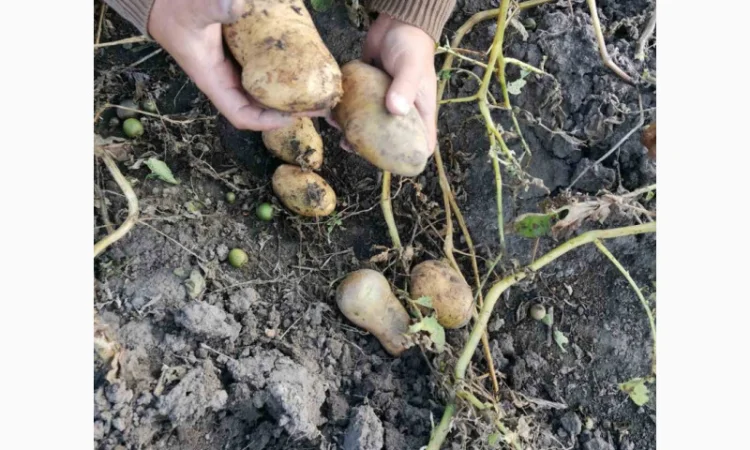 Картофель нидерландской селекции на продажу - фото № 1