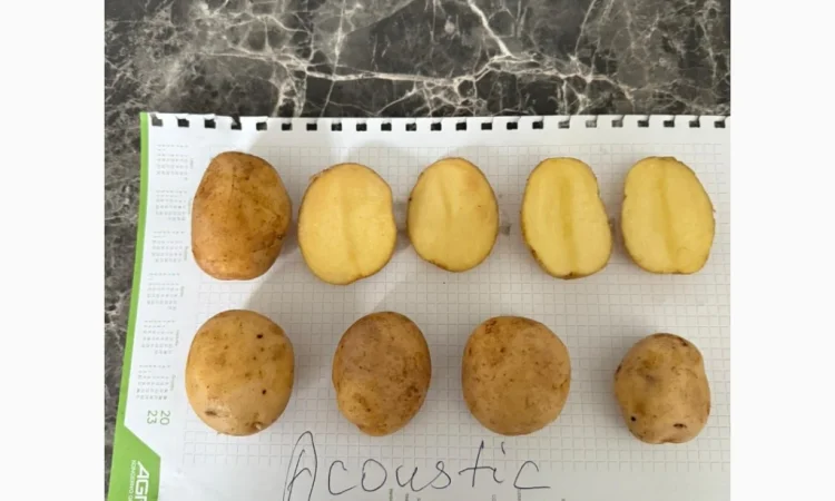 Пропоную імпортне насіння картоплі з Литви - фото № 1