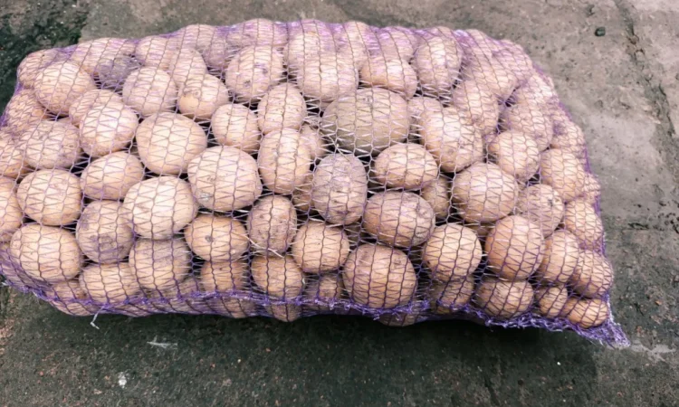 Продаж посадкової картоплі Рив'єра - фото № 1