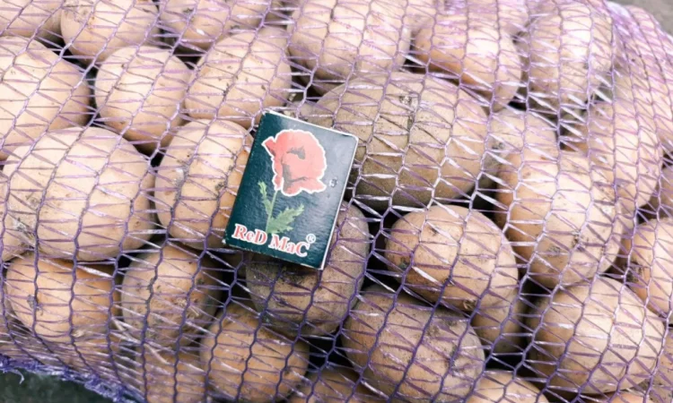 Продаж посадкової картоплі Рив'єра - фото № 2