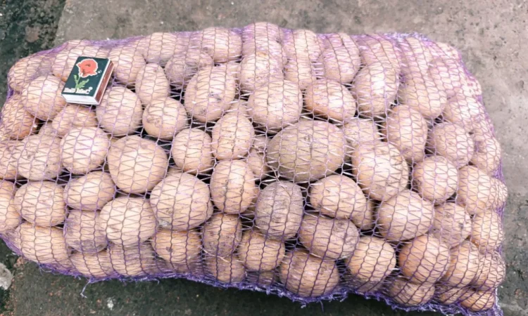 Продаж посадкової картоплі Рив'єра - фото № 4