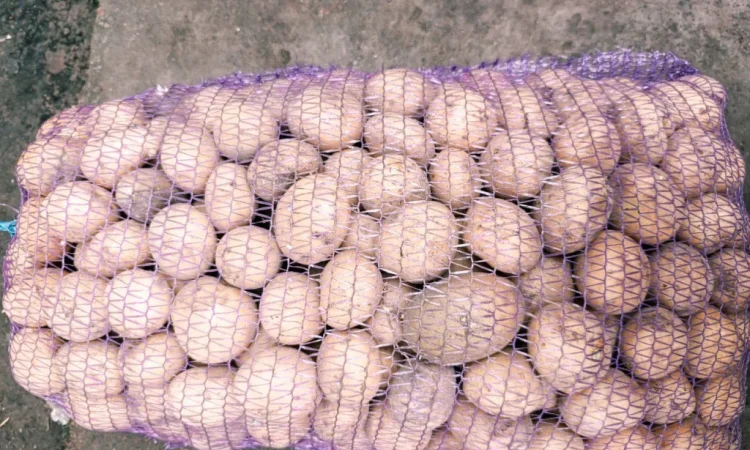 Продаж посадкової картоплі Рив'єра - фото № 6