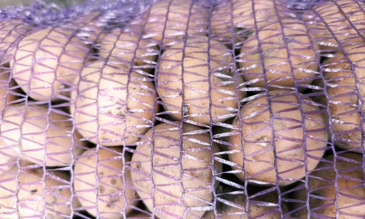 Продаж посадкової картоплі Рив'єра - фото № 7