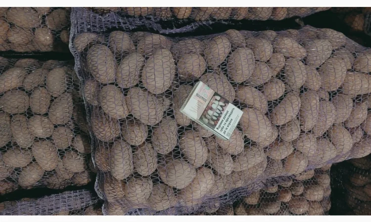 Продажа насіння та середня картопля Бела Роса-3 - фото № 1