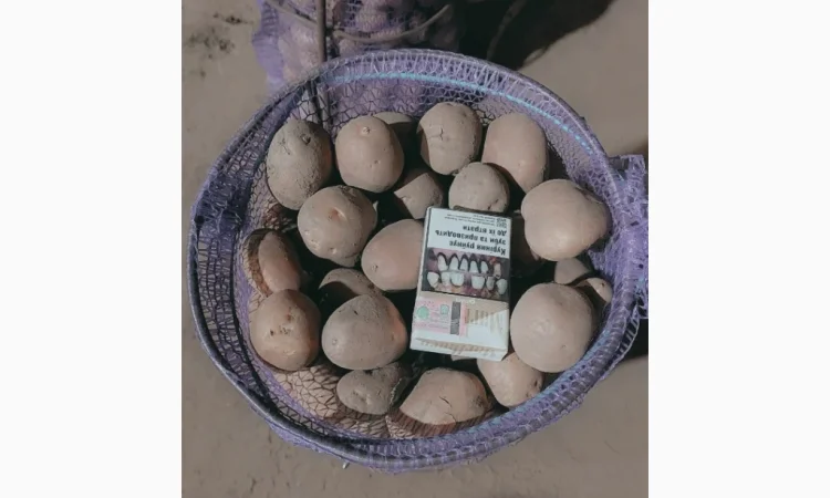 Продажа насіння та середня картопля Бела Роса-3 - фото № 2