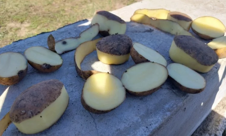 Куплю картоплю сорт Арізона - фото № 1