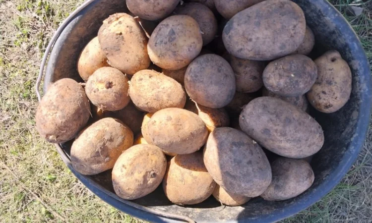 Куплю картоплю сорт Арізона - фото № 2