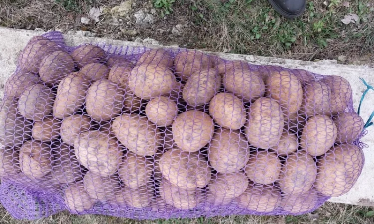 Куплю картоплю сорт Арізона - фото № 3