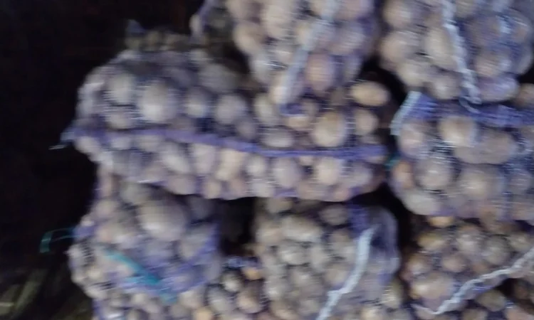 Картопля посадкова сорту Арізона - фото № 1