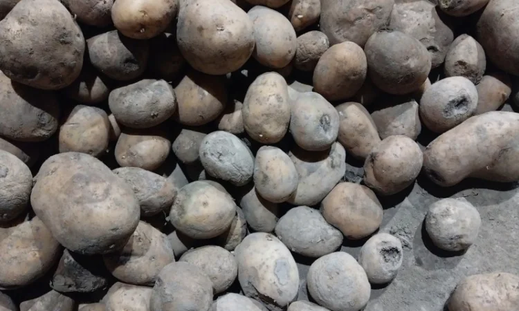Картопля 2-й сорт з дефектами - фото № 1