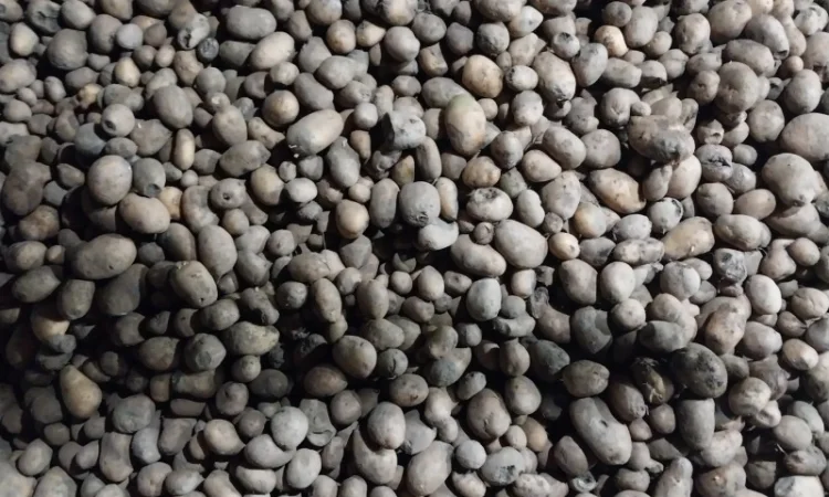 Картопля 2-й сорт з дефектами - фото № 2