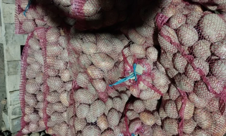 Продаю картофель сорта Аризона - фото № 1