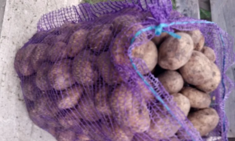 Продаж картоплі від виробника - фото № 1