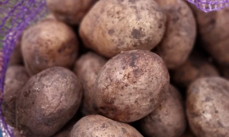 Продаж картоплі від виробника - фото № 2