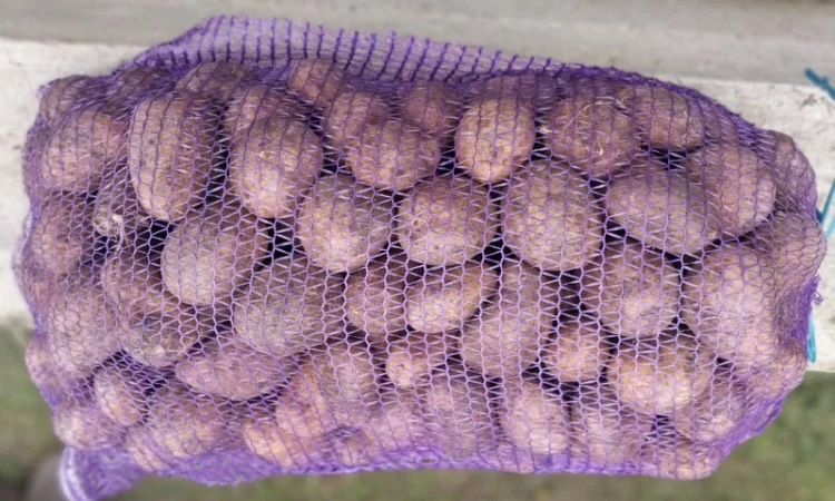 Продаж картоплі від виробника - фото № 3