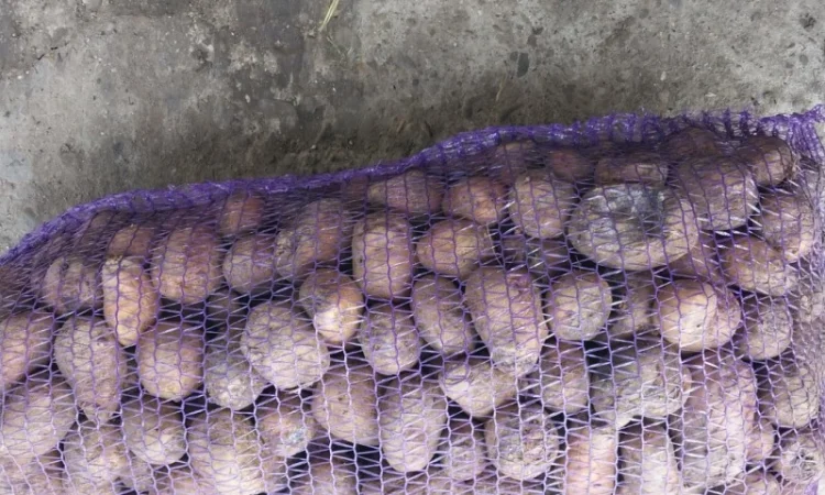 Картопля на корм, другий сорт - фото № 1