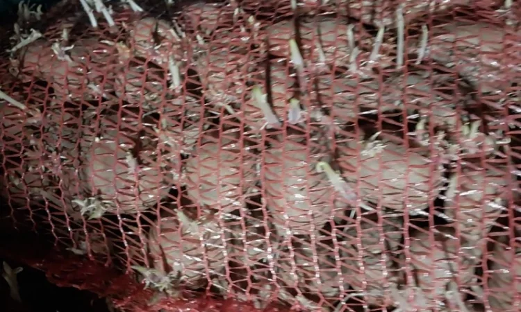 Картопля на корм, другий сорт - фото № 2