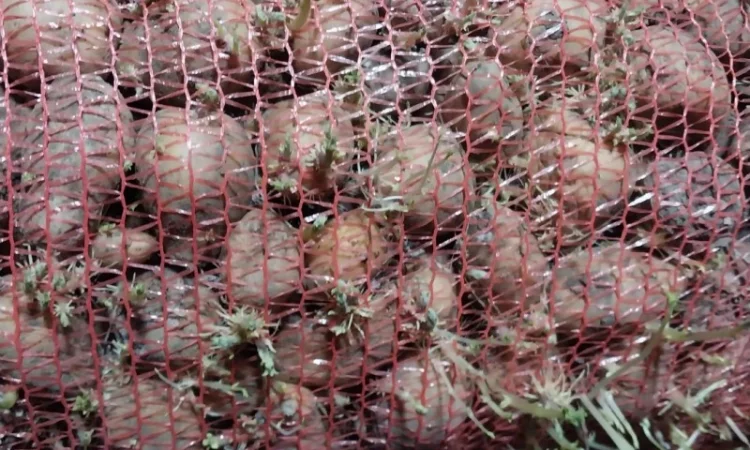 Картопля на корм, другий сорт - фото № 3