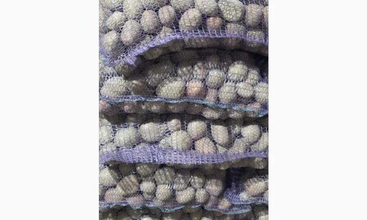 Пропонується насіннєва картопля сортів Гранада та Беллароса - фото № 1