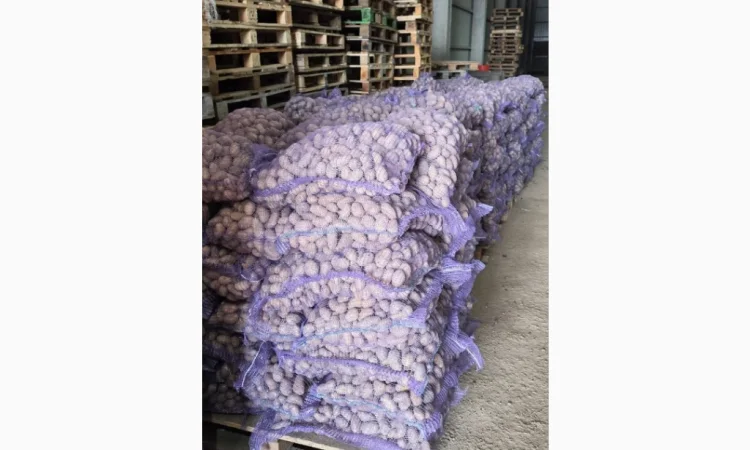 Пропонується насіннєва картопля сортів Гранада та Беллароса - фото № 2