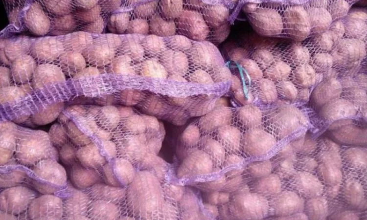 Продаж насіннєвої картоплі сорту Мелоді оптом - фото № 1