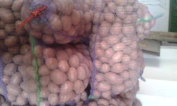 Продажа картошки сорта Белла Росса - фото № 1