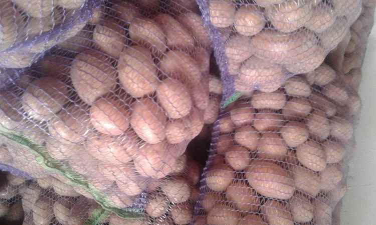 Продажа картошки сорта Белла Росса - фото № 2