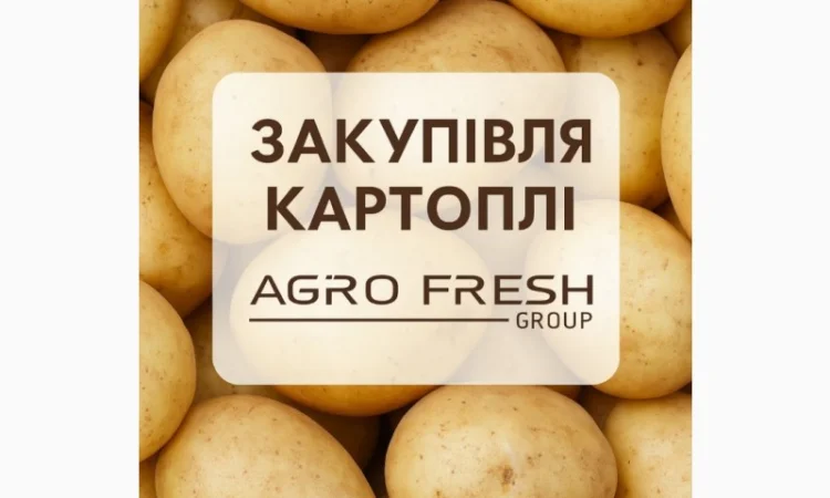 Закупівля картоплі оптом - фото № 1