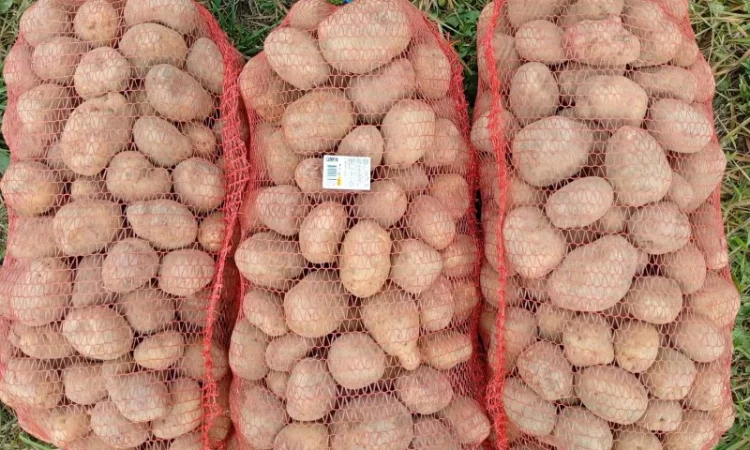 Товарна картопля сорту Королева Анна - фото № 1