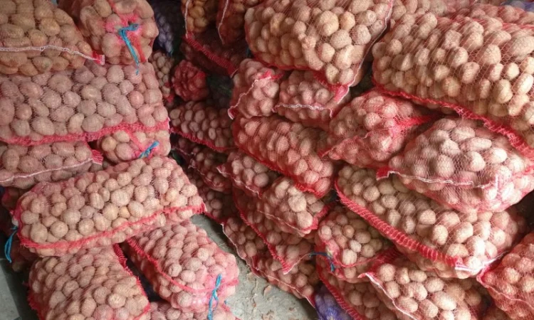 Товарна картопля сорту Королева Анна - фото № 2