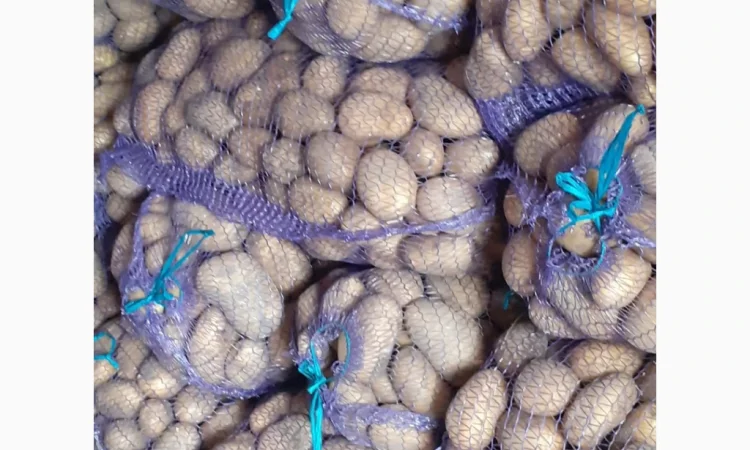 Велика картопля сорту Арізона на продаж - фото № 1