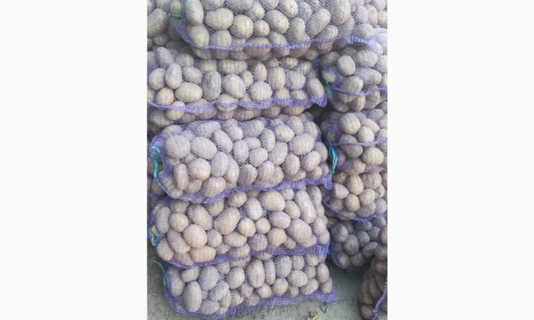 Картопля ПДВ на продаж - фото № 2